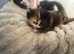 Kittens available 9wks