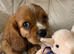 Fox red Cavalier spaniels girls and boys