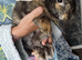 Baby harlequin rabbit