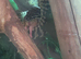 Coastal carpet python