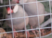 Gloster canaries, silver Java breeding pair,