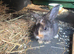 8 week female lop and set up