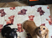 Ready now stunning black and cream longcoat Kc minature Dachshund