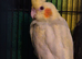 Baby cockateals