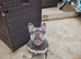 French bulldog bitch