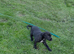 Lurcher pups for sale