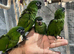 Ready Now Baby HandReared Super Tame Hahn Macaw Parrot