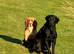 Beautiful Labradors