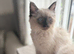 Beautiful ragdoll&rsquo;s reduced