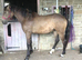 Buckskin Filly