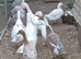 Indian Runners & Crested 9 weeks