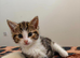 2 beautiful kittens for sale