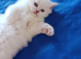 Stunning gccf registered ragdoll kittens