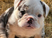 EXCEPTIONAL OLDE ENGLISH BULLDOG PUPPIES