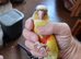 PINEAPPLE baby Conure (Only One left)