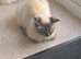 Gorgeous Ragdoll 7 Years Old Girl Vet Chkd an Vaccinated