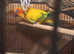 Sun Conure