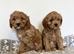 Miniature Cavapoo puppies