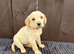 Goldador puppies 10 weeks old only 1 Boy