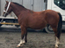2 year old gelding