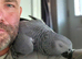 Hand reared 2 year old Congo African grey