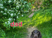Cocker spaniel 3 boys available