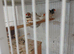 Zebra finches for sale
