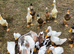 Trios of Runner ducks