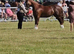 Registered Welsh Sec C colt foal*AVAILABLE NOW*
