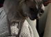 Sphynx cat for sale