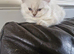 British short haired cross kitten for sale
