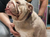 English Bulldog Female