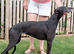 LURCHER BITCH