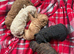 Cavapoo puppies