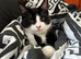 Tuxedo male kitten