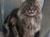 XL beautiful maine coon kittens