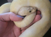 Ball Python looking for loving home