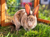 Rex Rabbits
