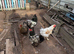1 rooster and 3 hens LF BRAHMA
