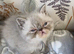 GCCF Registered Colour Point Kittens