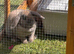 Mini lop