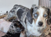 Adorable dachshund cross pups