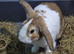 Mixed lop