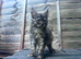 Maine coon kitten readdy to leave free delivery.