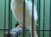Pied Siberian Goldfinch Hen