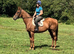 ***Gorgeous 16.1h 8yo quality chestnut TB mare RORE