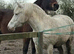 12hh Section A Type Pony – 8 Years Old – Ideal Second Pony