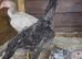 2x Blue O shamo pullets