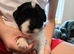 Puppies