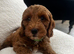 Absolutely stunning Australia Labradoodle puppies